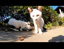 公園の猫たちご飯中でした