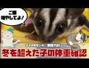 【 #フクロモモンガ 】2025年01月の体重測定！出産後の子や赤ちゃん、手術後の子もいるので、みんなで目指せ適正体重！【 #おつモモンガ 】