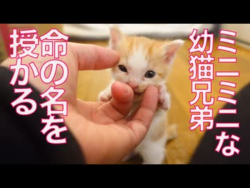 ミニミニ幼猫イモ兄弟、命の名を授かる