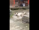 seven nation inu