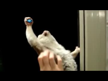 完全清浄した淫夢くん