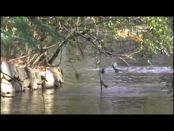 飛びながら水浴びをするヒヨドリの群れ