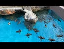 【アクアワールド茨城県大洗水族館】フンボルトペンギンのゆらゆらタイム【タイムラプス】