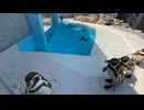 【小諸市動物園】フンボルトペンギンのゆらゆらタイム【タイムラプス】