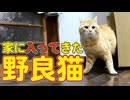 入ってきたぁ〜【野良猫】
