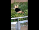 パンダ