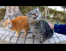 公園で出会ったキジトラ猫、背中を撫でるとペロペロしてカワイイ