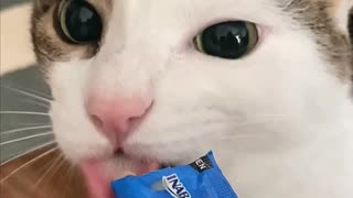 まぐろピューレご飯の残りに黒缶、そしてちゅ〜る