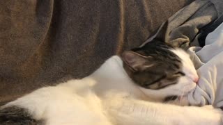 父ちゃんの匂い付きＴシャツ