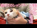 珍妙オス三毛猫、初めてのシャンプーに挑む