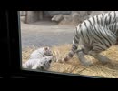 【東武動物公園】ちびトラの反射神経【ホワイトタイガー】