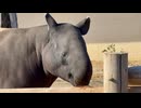 【東武動物公園】コトちゃんのモグモグタイム【マレーバク】
