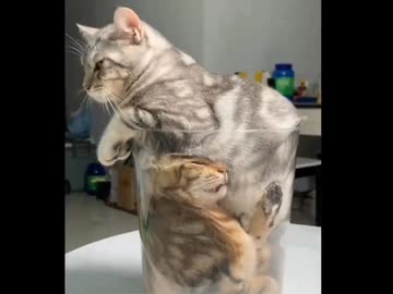 ホモと見る封印された猫