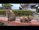公園のベンチに猫が集まっていました