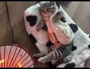 ホモと見る足を温めるネコ