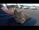 ベンチで野良猫が寝ていたので隣に座ってみたら膝の上に乗ってきた