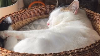 ぬくぬくぬこ
