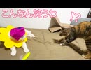 コムギ娘猫、秋茄子おじいちゃんにビビる