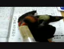 幸の初動画☆20080826