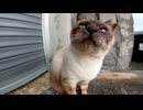 雨が降ってきたので軒先で野良猫と一緒に雨宿りする
