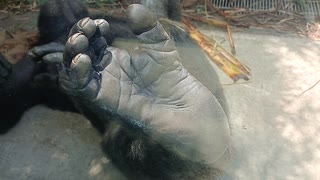 宮崎市フェニックス自然動物園