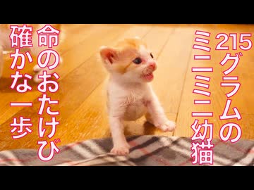 215gのミニミニ幼猫、確かな一歩で歩き出す