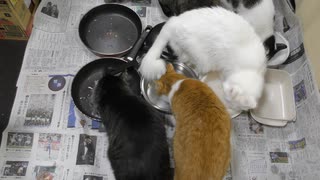 今週のおやつ（本隊）【蒼民家の猫々】