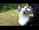 白キジ猫がモフられに来たのでナデナデしたら他の猫も次々にやって来た