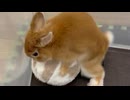 ホモと見るマシンガンピストン