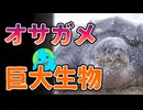 巨大生物オサガメの最強すぎる能力がこちら【解説】