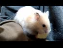 ハムスター飼いました。〜その173〜2025だよ！！体重測定だよ！！