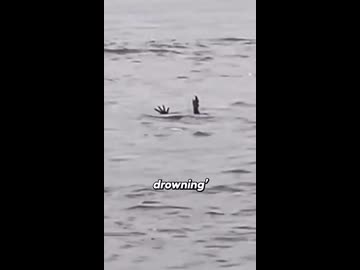 ホモと見る溺れたふりをして獲物を誘うワニ