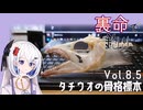 裏命で釣り。Vol.8.5「タチウオの骨格標本」