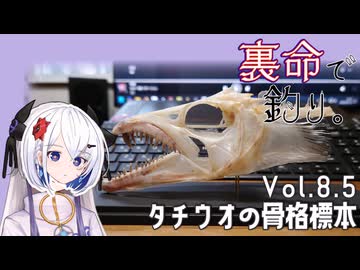 裏命で釣り。Vol.8.5「タチウオの骨格標本」