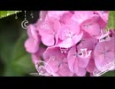 【歌ってみた】紫陽花が咲く頃に、君と恋をする／はじねまりん