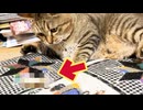 本能なんで仕方ないですが…【狩り】