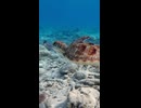 青い世界のリズム：LOFIと海の旅