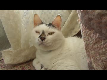 まったりなぬこ