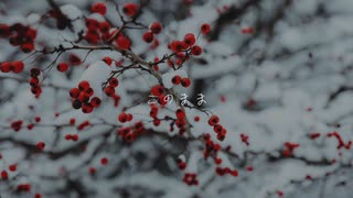 Guiano - 優しい大人になりたい 【初音ミクcover】