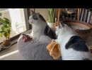 ドーナッツベッド