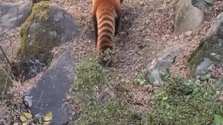 レッサーパンダです❗可愛