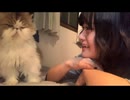 【しなせ】猫