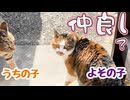 仲良し…ではない様です… ※音量注意