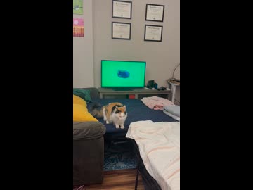 ホモと見る猫ミームを見てびっくりする猫