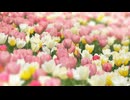 【アレンジ】卒業式の時の歌【題名忘れた】