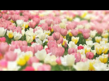 【アレンジ】卒業式の時の歌【題名忘れた】