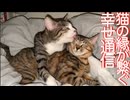 因縁の少年猫、妹猫ができる