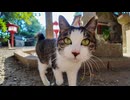 海沿いの小道で出会った猫が神社まで案内してくれました。