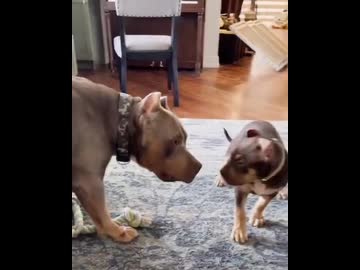 ホモと見るタマを噛んでお父さんに叱られる子犬