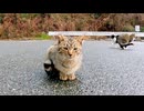 頭を撫でると飛び上がって喜ぶ子猫が可愛過ぎる